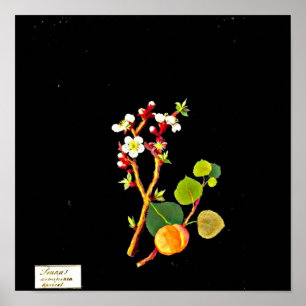 Poster Poster-Botânica Art-Mary Delany 9