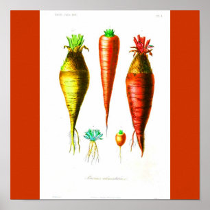 Pôster Poster-Botanicals-Cenoura