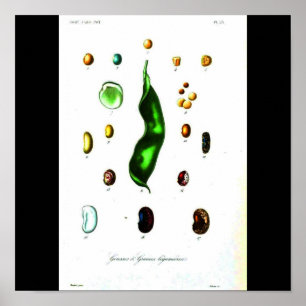 Pôster Poster-Botanicals-Feijões