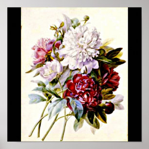 Pôster Poster-Botânicos-Pierre Joseph Redoute 16