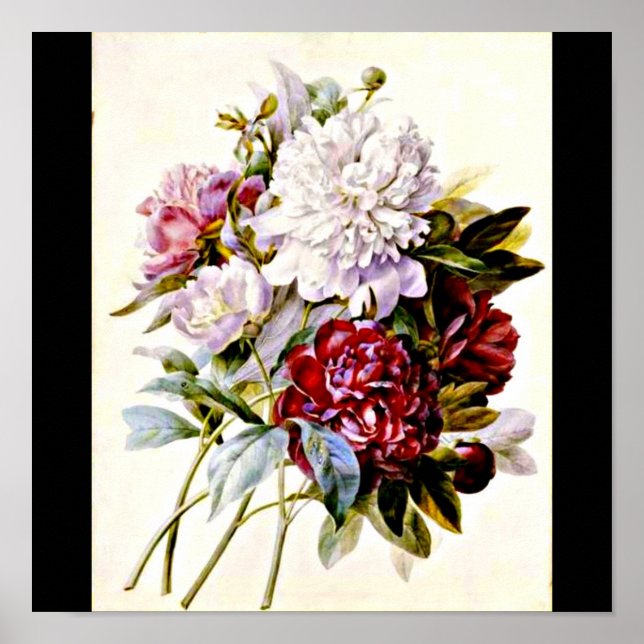 Pôster Poster-Botânicos-Pierre Joseph Redoute 16 (Frente)