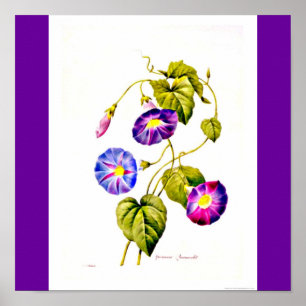 Poster Poster-Botânicos-Pierre Joseph Redoute 6