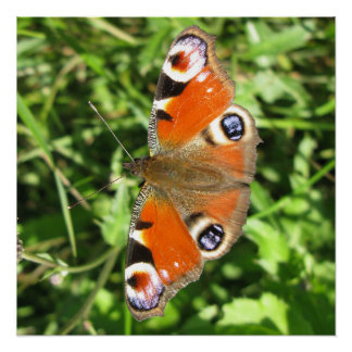 Pôster Poster brilhante