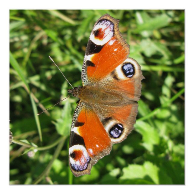 Pôster Poster brilhante (Frente)