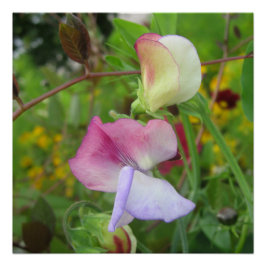 Pôster Poster brilhante