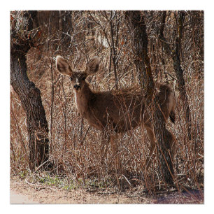Pôster Poster brilhante