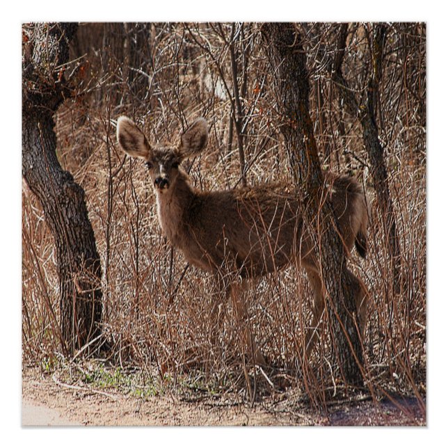 Pôster Poster brilhante (Frente)