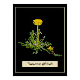 Pôster Poster brilhante botânico Dandelion