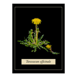 Pôster Poster brilhante botânico Dandelion