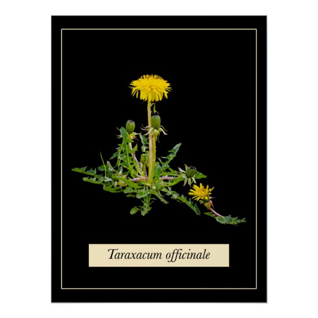 Pôster Poster brilhante botânico Dandelion (Frente)