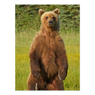 Pôster poster brilhante de urso pardo de 20" x 26,67"