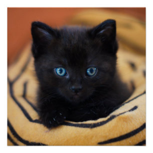 Pôster poster brilhante Glossy Glossy