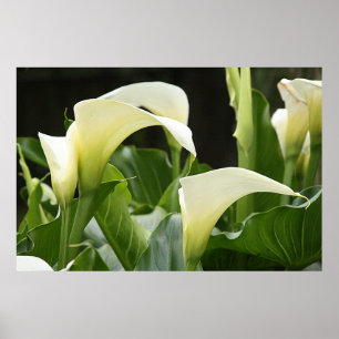 Pôster Poster, CALLA BRANCO LILIES_ Horiz # 1