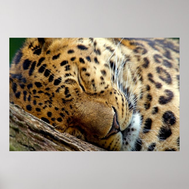 Pôster Poster-cama-leopardo (Frente)