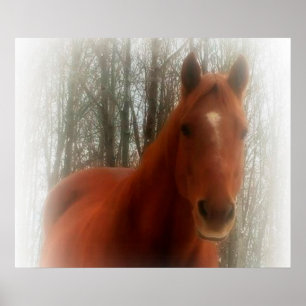 Pôster Poster/Cavalo na floresta
