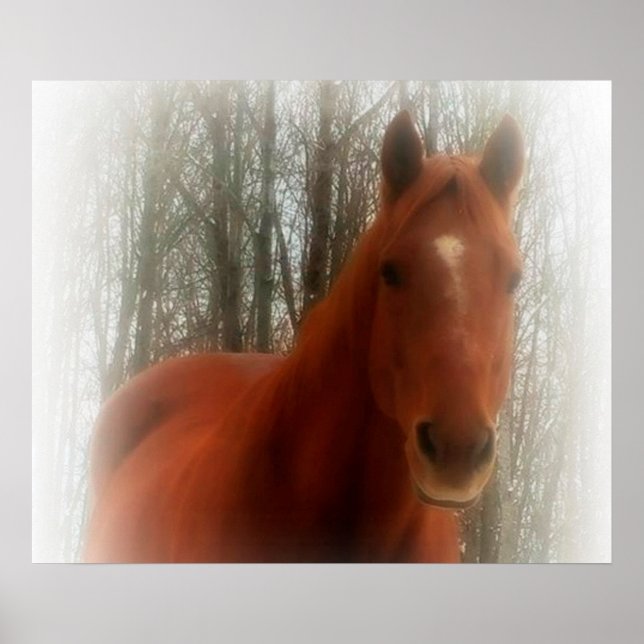 Pôster Poster/Cavalo na floresta (Frente)