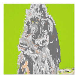 Pôster Poster Chimpanzé