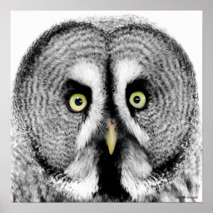 Pôster "Poster da coruja dos olhos Beady"