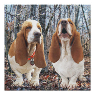 Pôster Poster da floresta do urro Basset Hound