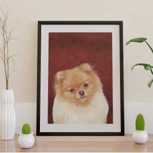 Pôster Poster da Pomerânia