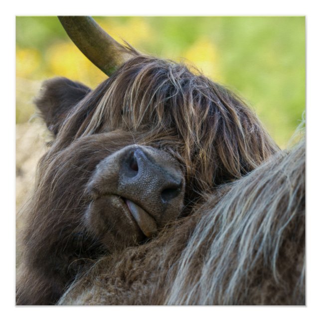 Pôster Poster da Vaca do Planalto Castanho (Frente)