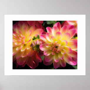 Poster Poster-Dahlias