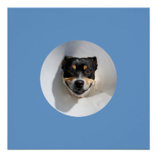 Pôster Poster de cão sorridente engraçado