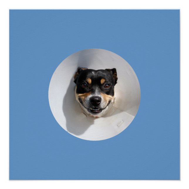 Pôster Poster de cão sorridente engraçado (Frente)