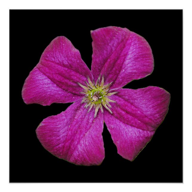 Pôster Poster de Clematis Rosa (Frente)