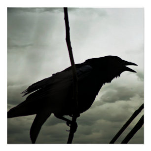 Pôster Poster de Corvo/Raven