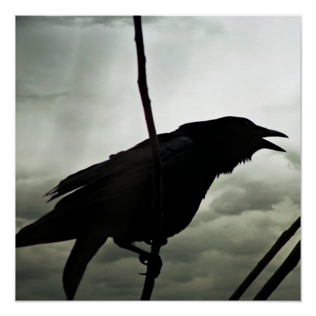 Pôster Poster de Corvo/Raven (Frente)