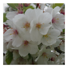 Pôster Poster de Flor Branco