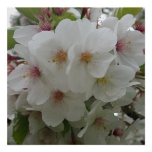 Pôster Poster de Flor Branco