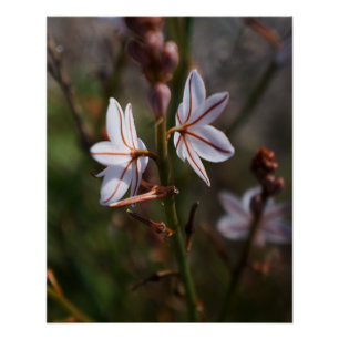 Pôster Poster de Flor Branco
