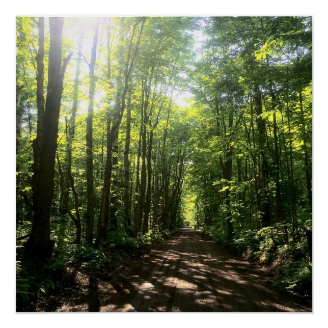 Pôster poster de floresta (Frente)