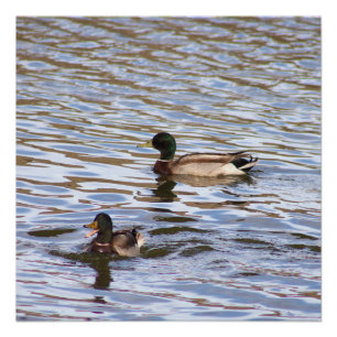 Pôster Poster de Foto de Patos de Mallard
