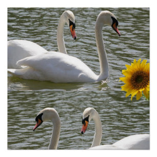 Pôster Poster de girassol