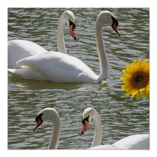 Pôster Poster de girassol (Frente)