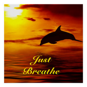 Pôster Poster de golfinho