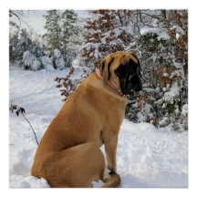 Poster de neve Mastiff Inglês