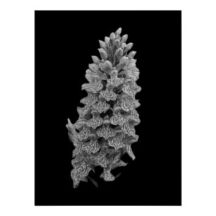 Pôster Poster de Orquídea norte Marsh