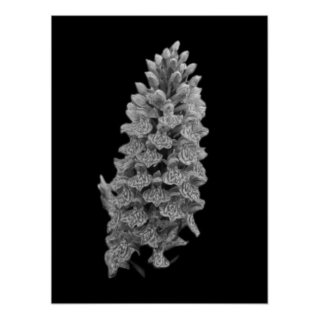 Pôster Poster de Orquídea norte Marsh (Frente)