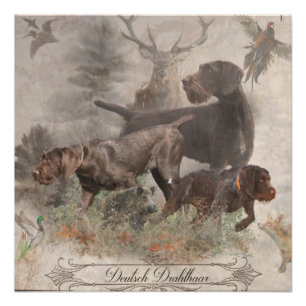 Pôster Poster de Ponteiro Wirehaired Alemão