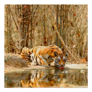Pôster Poster de Reflexão do Tigre