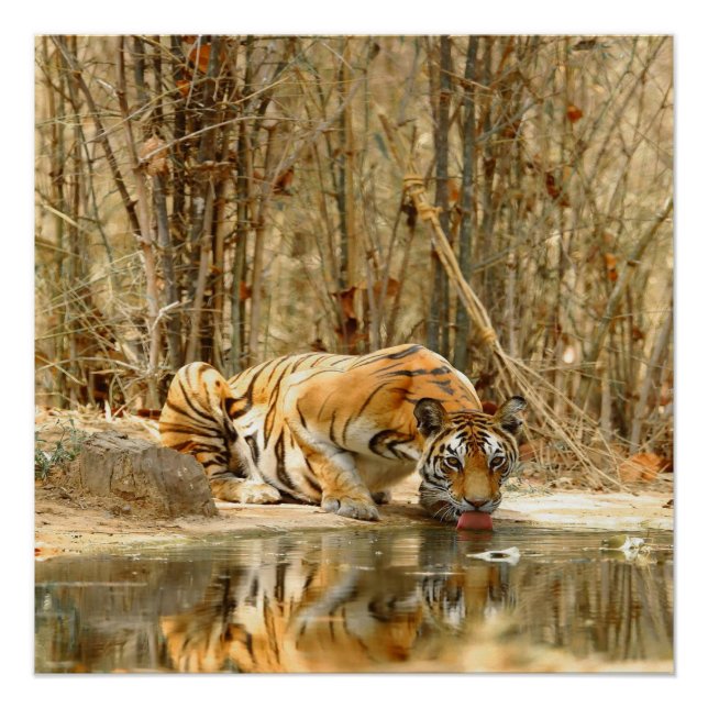 Pôster Poster de Reflexão do Tigre (Frente)