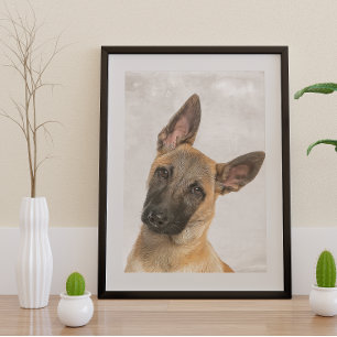 Pôster Poster de Shepherd belga