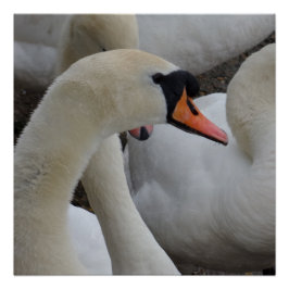 Pôster Poster de Swan Branco