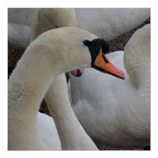 Pôster Poster de Swan Branco (Frente)