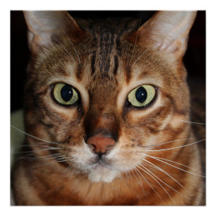 Pôster Poster do brilho do gato olhar fixamente Bengal,