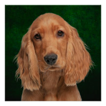 Poster do Cocker Spaniel